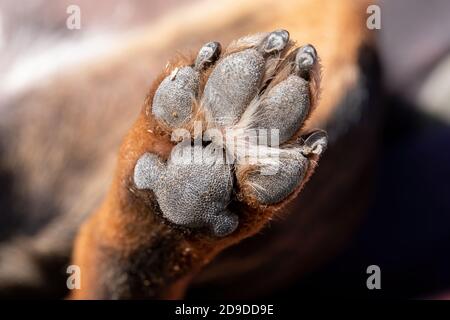 A close up look at the underside of the back dirty dog paw pad, during the day Stock Photo