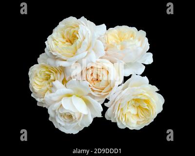 beautiful bouquet of yellow roses isolated on a black background. Stock Photo
