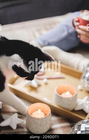 Young woman sits on plaid in cozy knitted woolen sweater with funny tuxedo black and white cat. Wooden tray with mug of chocolate, marshmallow cocoa, Stock Photo