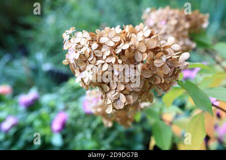 View of dried hydrangea in autumn, Russia Stock Photo
