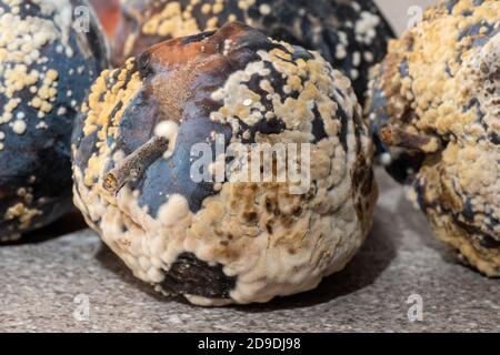 Spoiled rotten apple, close-up, copy space. Improper storage of fruits. Moldy texture on the apple. Dangerous food Stock Photo