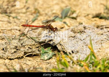 Common Darter (Sympetrum striolatum), male perched, Cornwall, England, UK. Stock Photo