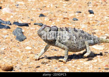 A wild Namaqua Chameleon (Chamaeleo namaquensis) walking in the Dorob National Park on the Skeleton Coast of Namibia, outside Swakopmund Stock Photo