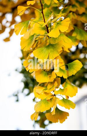 Leaves on a ginkgo/maidenhair tree changing colour in autumn Stock Photo