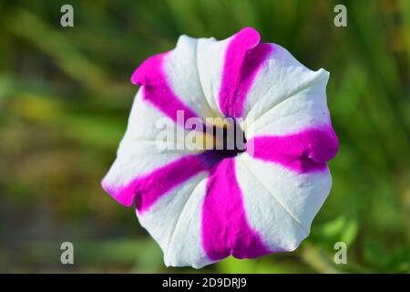 Petunia buds with unusual coloring and color growing on the street of the city of Dnipro. Large purple with white flowers scented petunias illuminated Stock Photo