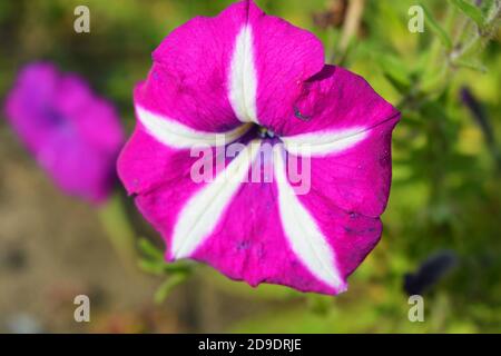 Petunia buds with unusual coloring and color growing on the street of the city of Dnipro. Large purple with white flowers scented petunias illuminated Stock Photo