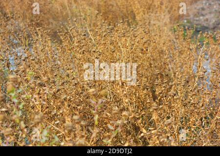 Drought, dried shrubs of golden flowers after a dry summer in late October. Stock Photo
