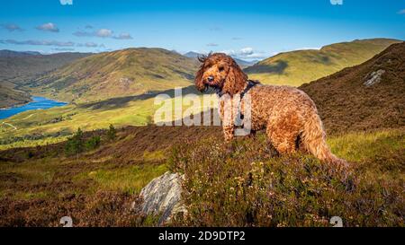 A red cockapoo standing near a cairn on the hills above Loch Finglas in the Trossachs National Park