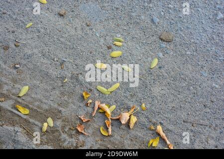 Yellow maple leaves have fallen from the tree and lie near the road. Stock Photo