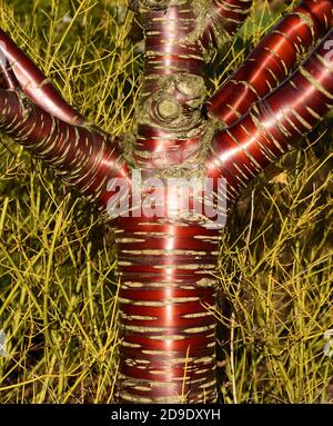 Closeup of the trunk of a Tibetan Cherry tree. Stock Photo