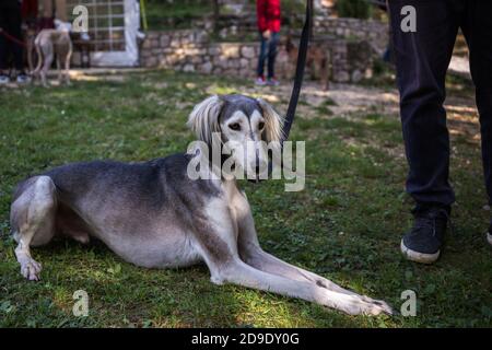 Grey and white Persian Greyhound Saluki happy dog laying on the grass portrait Stock Photo