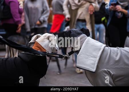 Two dogs black and white Spanish Greyhound Galgo wearing sweaters from behind with people looking at them in the background Stock Photo