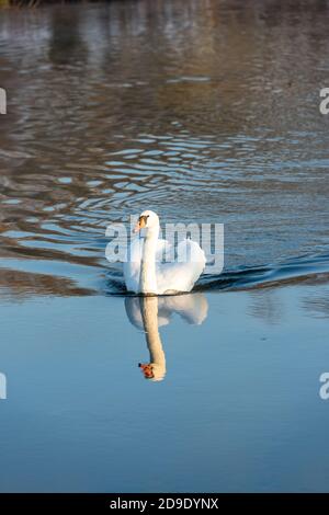 Over Cambridgeshire, UK. 5th Nov, 2020. A swan on the River Great Ouse in the early morning mist on a frosty autumn morning. Credit: Julian Eales/Alamy Live News Stock Photo