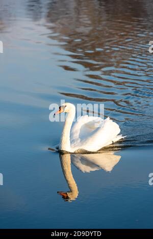 Over Cambridgeshire, UK. 5th Nov, 2020. A swan on the River Great Ouse in the early morning mist on a frosty autumn morning. Credit: Julian Eales/Alamy Live News Stock Photo