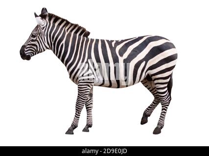 Zebra isolated on white background. Stock Photo