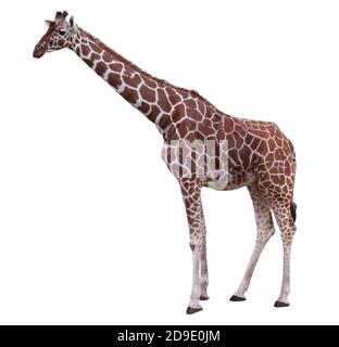 Giraffe isolated on white background Stock Photo