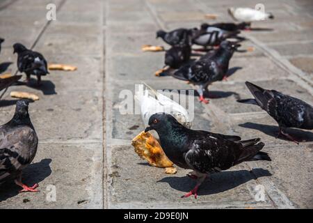 Pigeons Columbidae eating remains from pizzas on the square Stock Photo