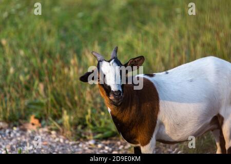 Pinto domestic goat Capra Aegagrus Hircus on the grass looking at the camera Stock Photo