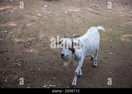 White Goat (Capra aegagrus hircus) walking on the ground Stock Photo