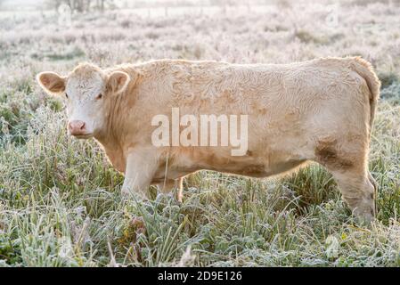 Pale brown cow standing in a frosty field of long glass, UK Stock Photo