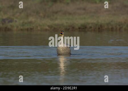 Indian Spot-Billed Duck (Anas Poecilorhyncha). Stock Photo