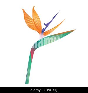 Beautiful flower isolated on white. Vector illustration. Stock Vector