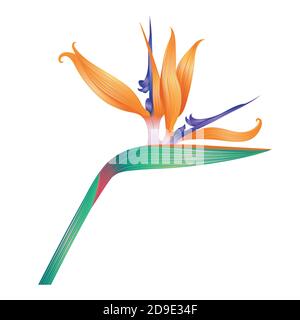 Beautiful flower isolated on white. Vector illustration. Stock Vector