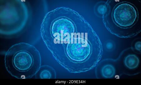Mitosis - cell division of bacteria. 3D rendered illustration. Stock Photo