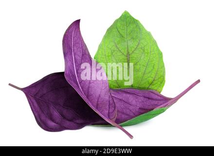 Purple and green  Basil leaves isolated on white background. Basil herbs close up Stock Photo