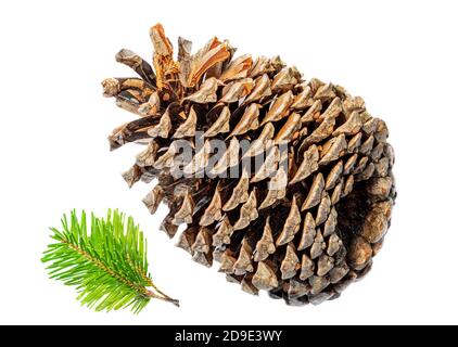 Fir Branch of Christmas tree with pine cones isolated on white background. Creative winter concept Stock Photo