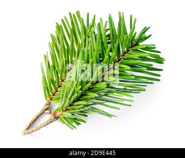 Treeview From Up Top view of evergreen pine and fir forest canopy during sunrise or ...
