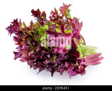 Salad leaves lettuce isolated on white background. Purple Lettuce macro Stock Photo