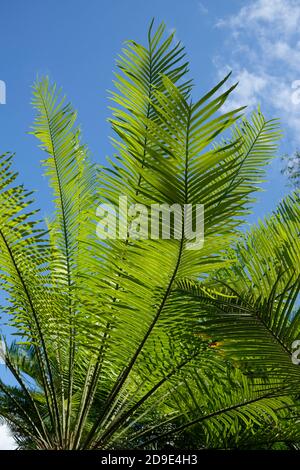 Cycas armstrongii is a species of cycad in the genus Cycas, endemic to Northern Territory of Australia. Stock Photo