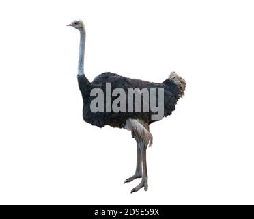 The common ostrich is a species of large flightless bird native to certain large areas of Africa in the order Struthioniformes. Image isolated on whit Stock Photo