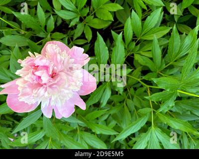 Peony flower light pink color on a background of green leaves, close up Stock Photo