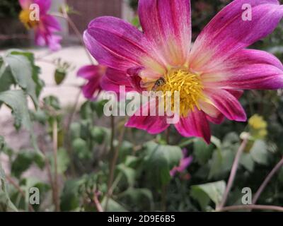 Dahlia is a genus of perennial plants native to Mexico, known for their ...