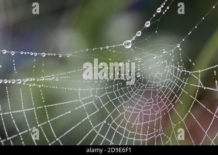 Dew covered cobwebs on an autumn morning, East Sussex, UK Stock Photo