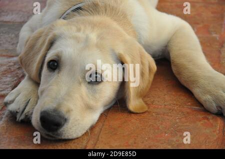 Labrador retriever dog lies on the floor. Close up Stock Photo