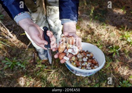 Picking wild mushrooms in autumn forest. Mushrooming and finding the gourmet mushrooms Stock Photo