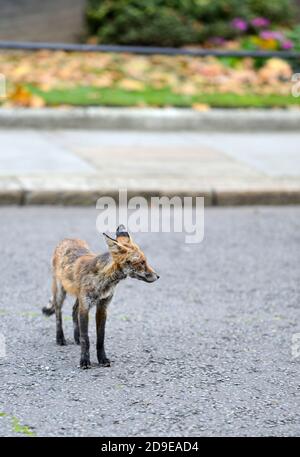 Europen Red Fox (Vulpes vulpes) rather unhealthy, mangy adult in Downing Street, central London, November 2020 Stock Photo