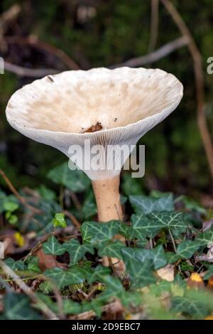 Trooping Funnel (Clitocybe geotropa) long stemmed mushroom Stock Photo