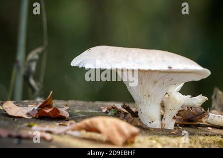 White mushroom growing on a rotting tree stump Stock Photo