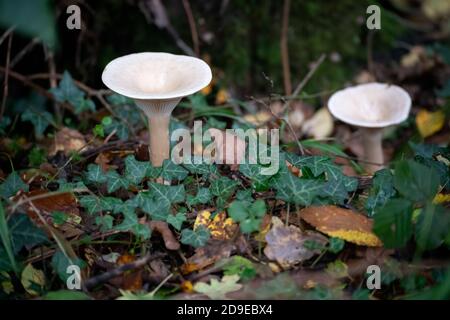 Trooping Funnel (Clitocybe geotropa) long stemmed mushroom Stock Photo