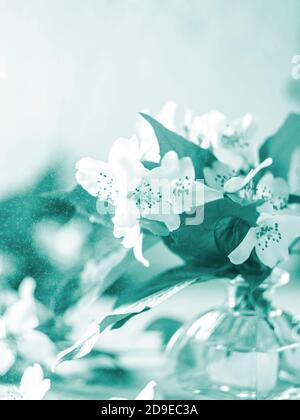 Fresh jasmine flowers in a vase on a light gray concrete background. Stock Photo