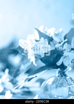 Fresh jasmine flowers in a vase on a light gray concrete background. Stock Photo