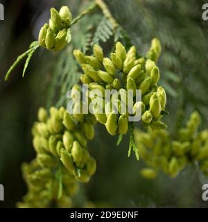 Green fruits Thuja grow on a tree Stock Photo