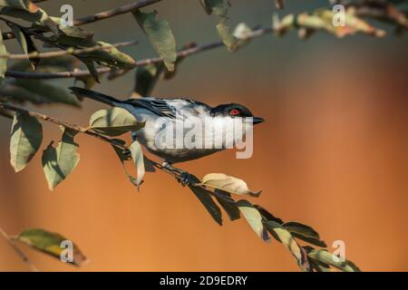 Black backed Puffback standing in a shrub in Kruger National park, South Africa ; Specie Dryoscopus cubla family of Malaconotidae Stock Photo