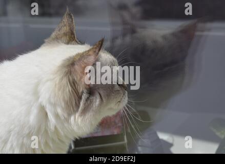 The cat looks at its reflection in the window. Copy space. Balinese cat. Close-up of the head. High quality photo. Stock Photo