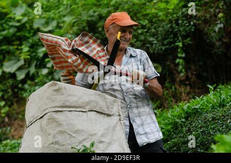 Rize, Turkey, September 5th 2014  Ali a Turkish farmer working in the tea growing fields of the Black Sea Mountains near Rize in north east Turkey Stock Photo