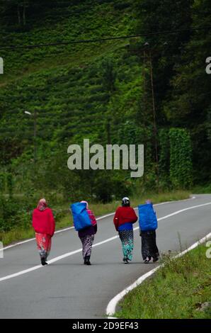 Rize, Turkey, September 5th 2014  Young Turkish women returning home after picking tea in the terraced fields of the Black Sea Mountains near Rize, No Stock Photo